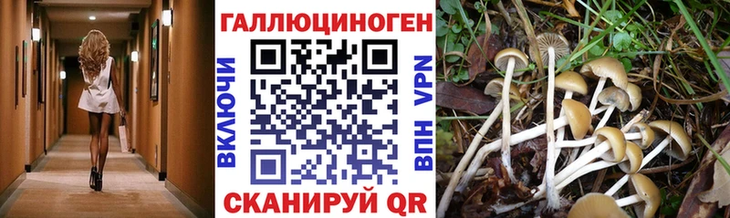 Галлюциногенные грибы Cubensis  Губкин 